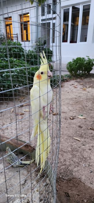 5 ойлик карелалар 140 000