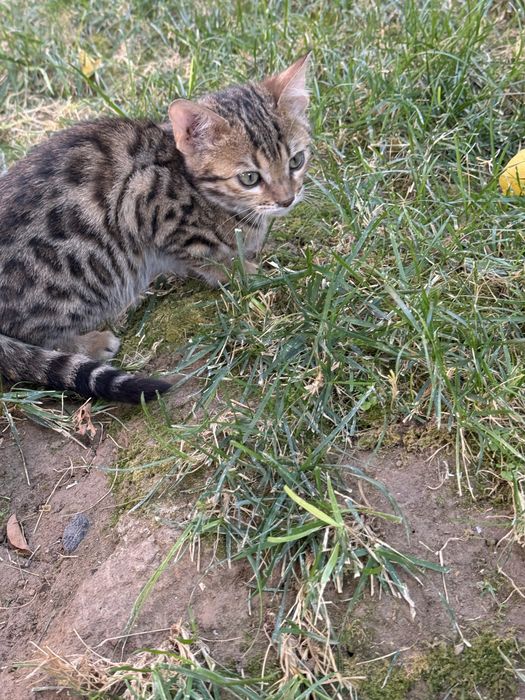 Продам бенгальских котят с красивым леопардовым окрасом