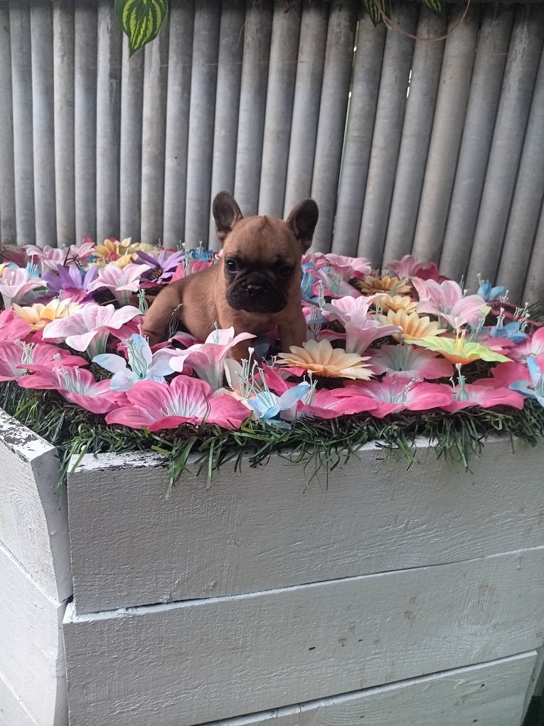 Френски булдог french bulldog