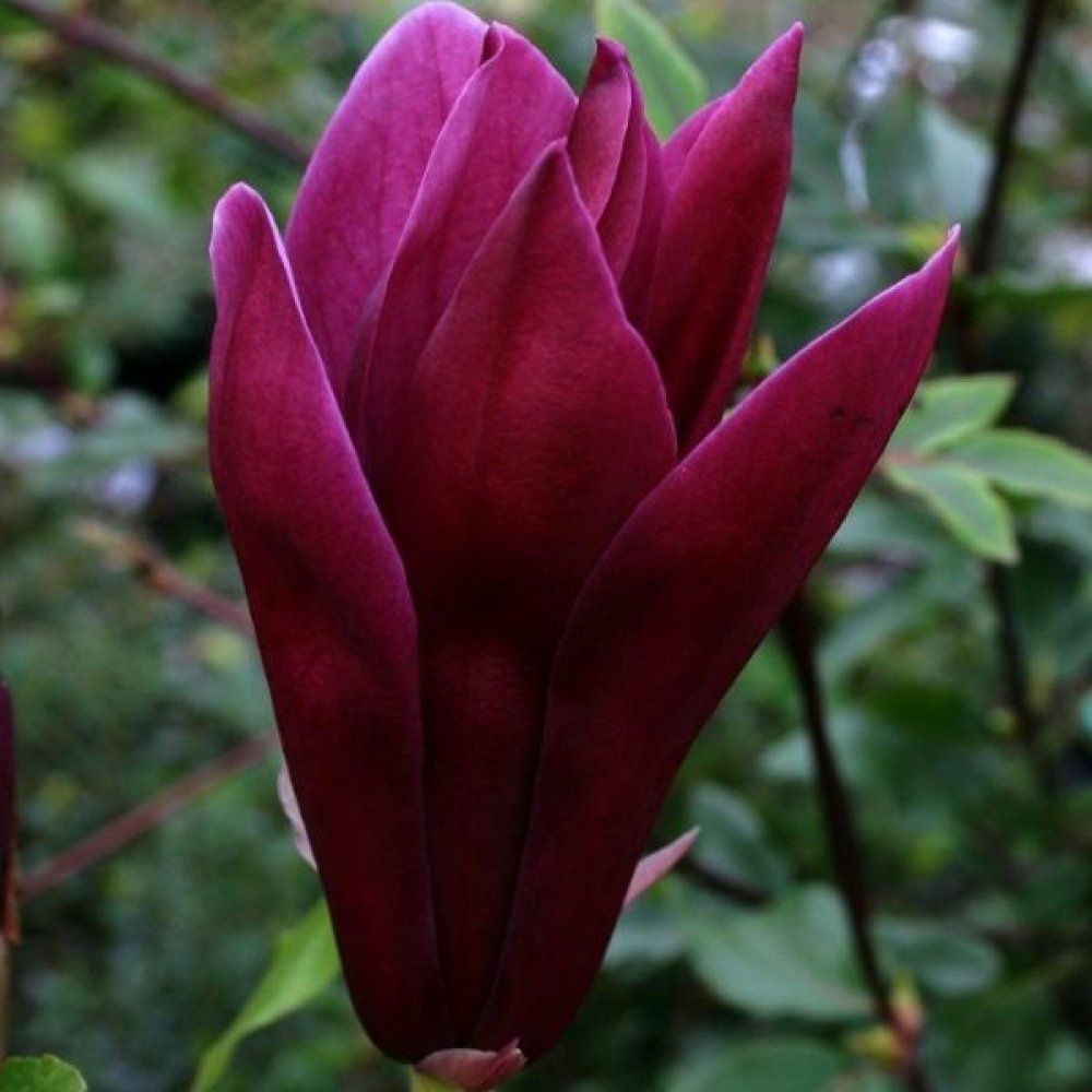 Magnolie mov Nigra