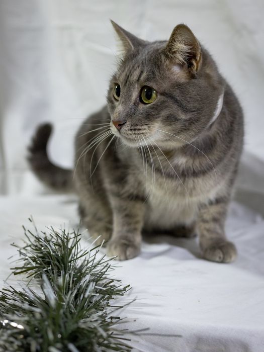 Яська, наидобрейший кот!