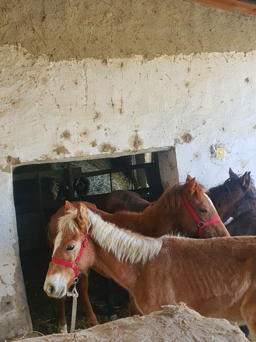 Тойлар сотилади.