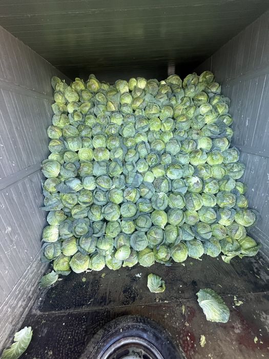 Varza alba bucharest