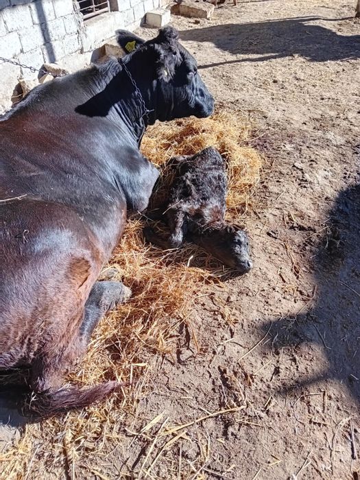 Vaca cu vițel 2 luni