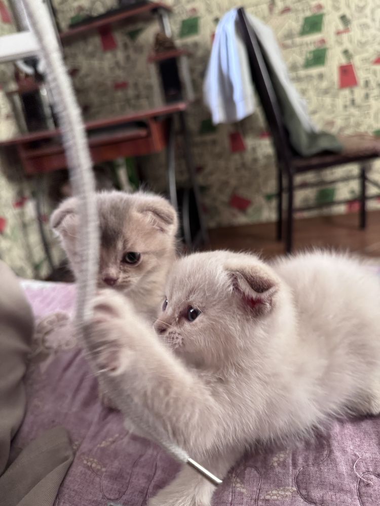 Котенок 1 айлык таза