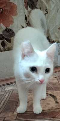 Молодой белоснежный котик в