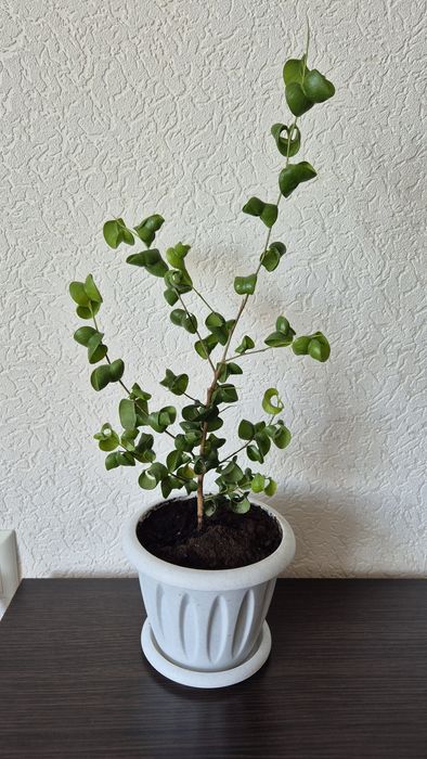 Фикус Барокк редкий декоративный