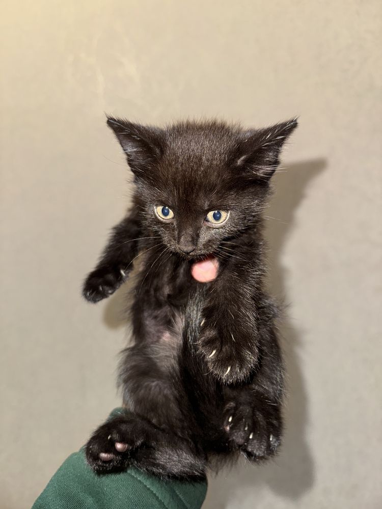 Отдам даром 5 месячных котят и кошку
