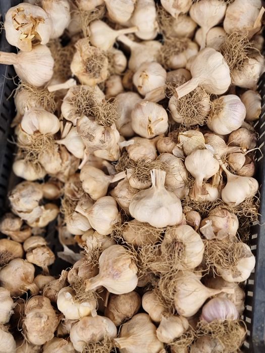 Usturoi de Copălau pentru sămânță și consum