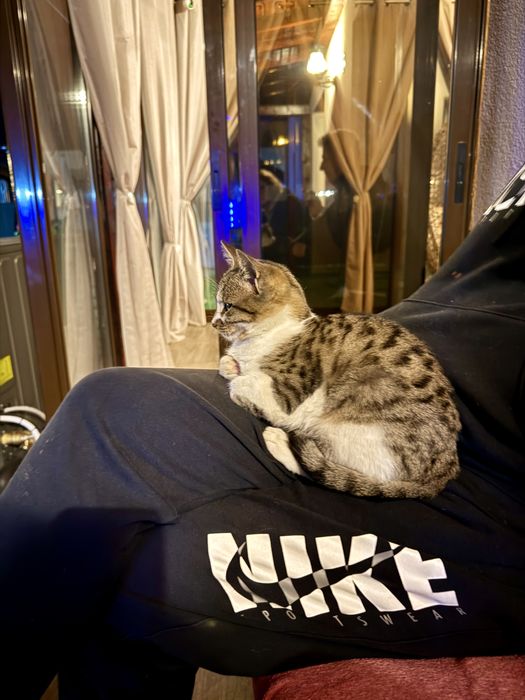 Motănel iubăreț caută o familie pentru totdeauna