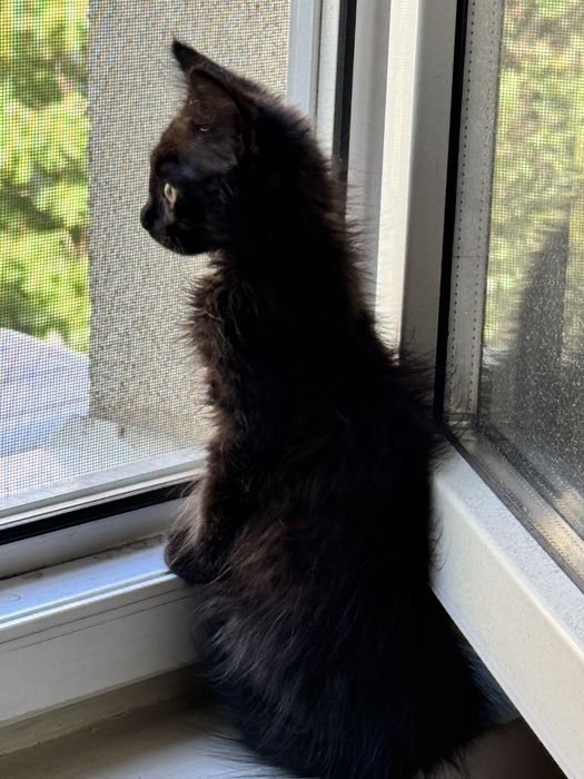 Mikiduță isi cauta casuta