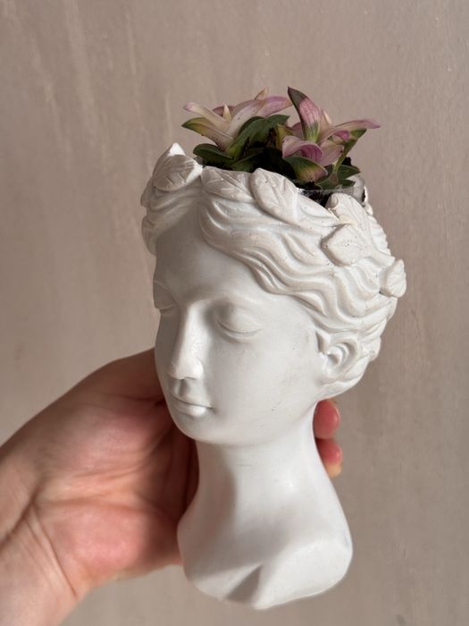 Комнатные растения интерьерные