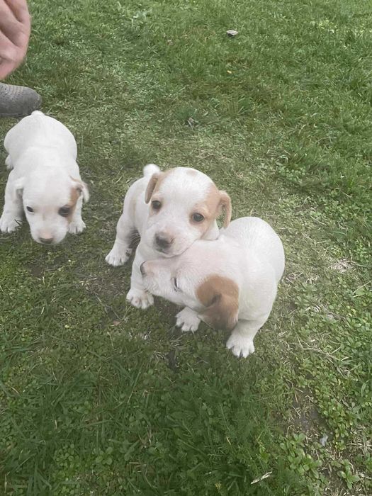 Джак Ръсел 2 Женски