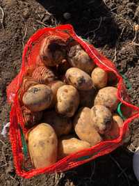 Продам картошку Нарынколский