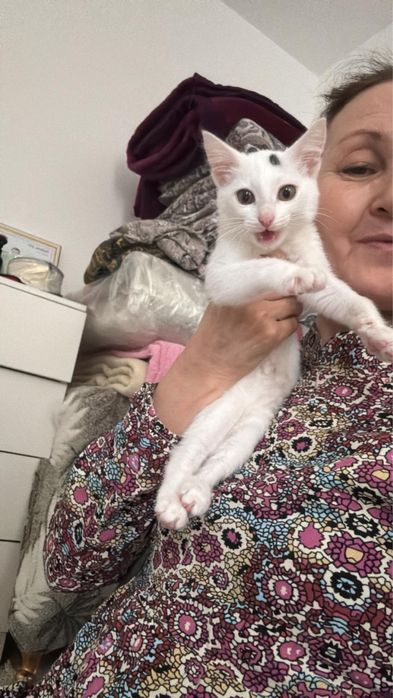 Котенок.Чистый,есть прививки ,от глистов обработан .Кушает обычную еду