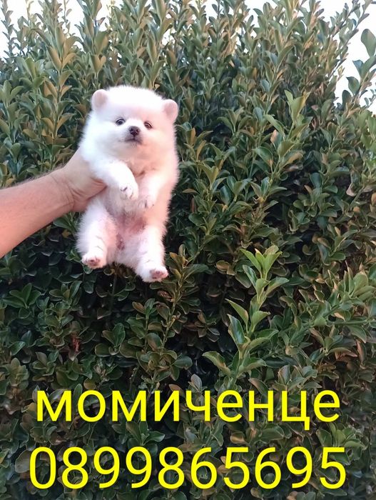 Чисто бели Померани!