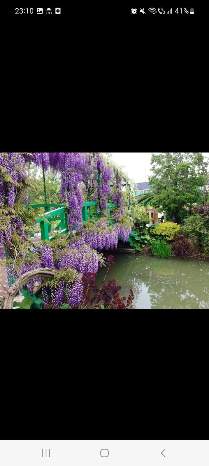 Wisteria Glicina Mov liana