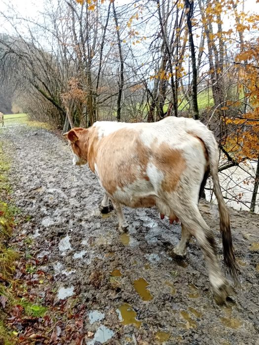 Vand vaca bună de lapte