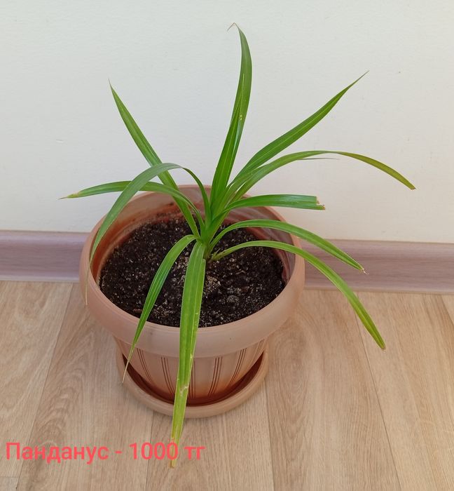 Комнатные растения по 1000 тг