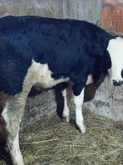 Vând tauras și vitea 5luni