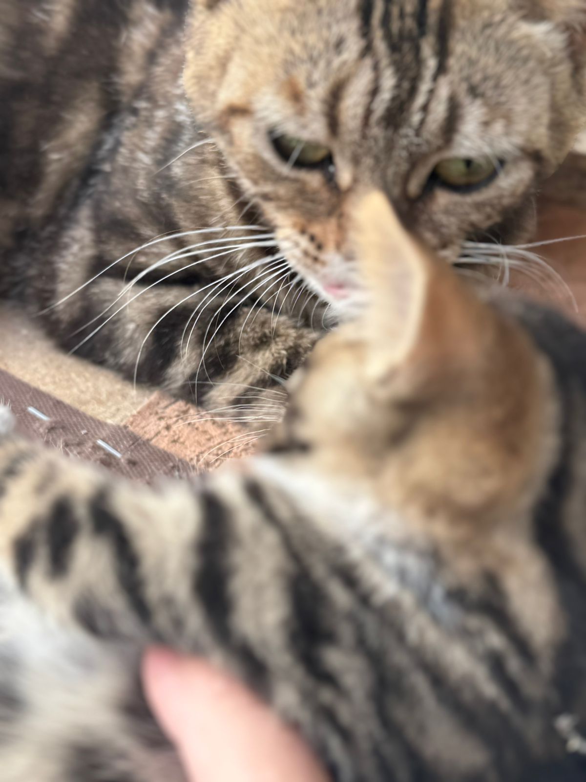Отдам котят в добрые руки