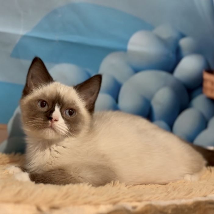 Рагдол    Регдол