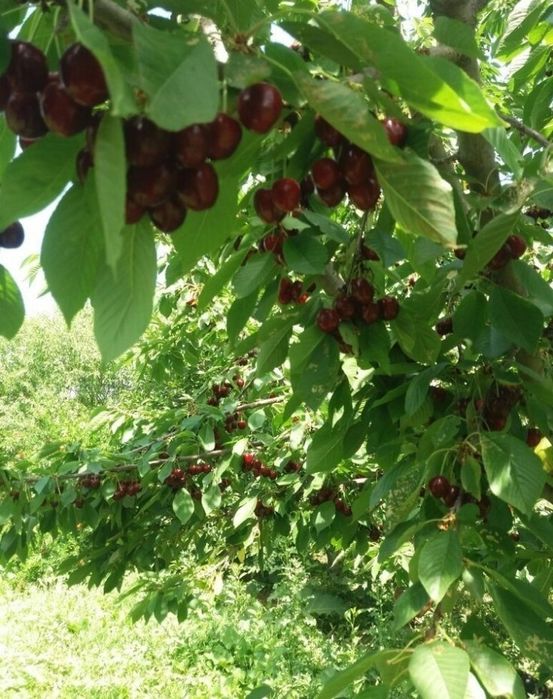 Pomi Fructiferi Pitici Dwarf (Cires)