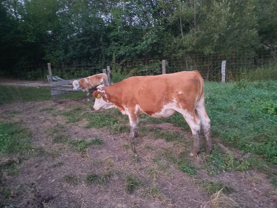 Vand vaci baltata romaneasca