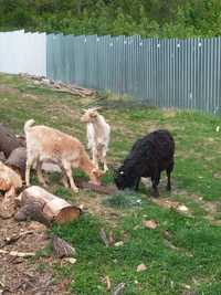 450 de lei/Vând 3 capre tinere mamă și fete