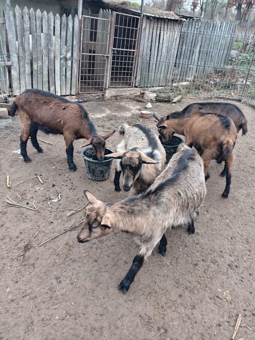 Iede Alpina Franceza de Vanzare