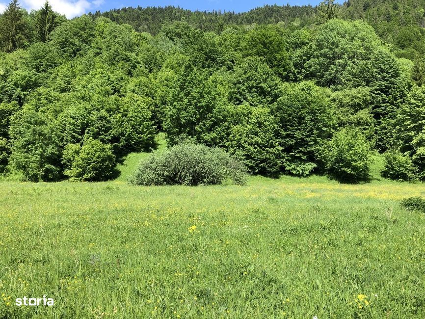 Vanzare doua terenuri:1.032mp+1.175mp, TARCAU, punctul POIANA, NEAMT