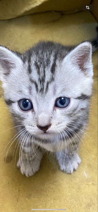 Продам британских котят