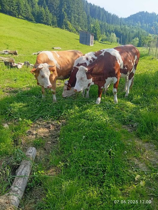 Vând juninca la prima fătare rasa bălțată romaneasca