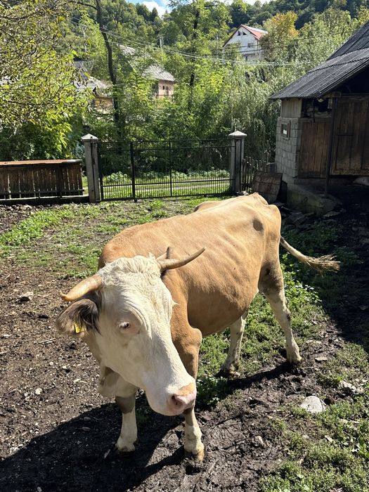 Vand vaci in Valeni, Maramures
