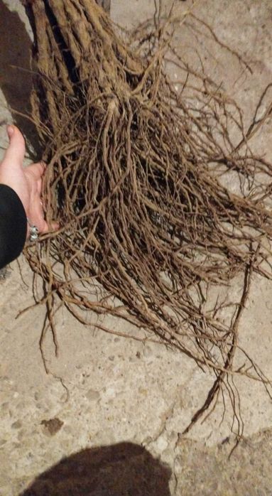 Vând butasi vita de vie hibrid și altoiți anul 1,2 și 3