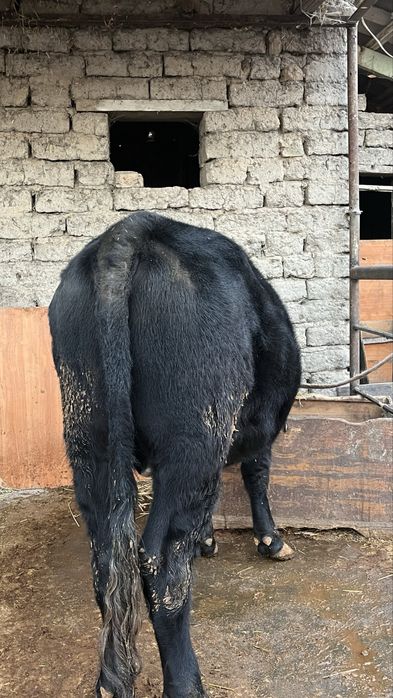 Buka sotiladi Продаётся бык