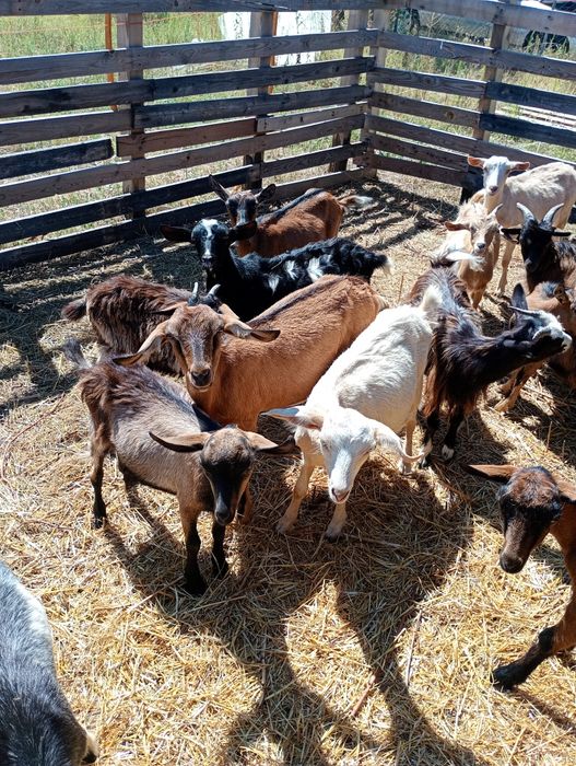 Oi și iede de prasila