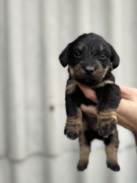 Cățel teckel sârmos