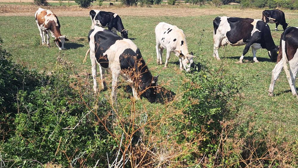 Свободни млечни крави