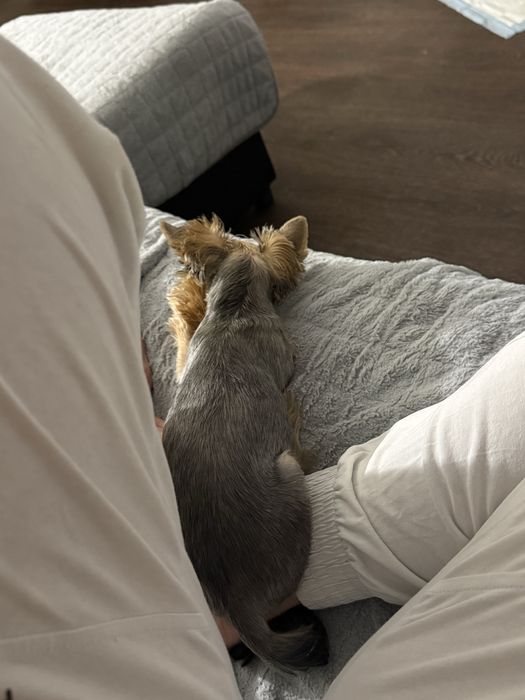 Продам йоркширского терьера девочка