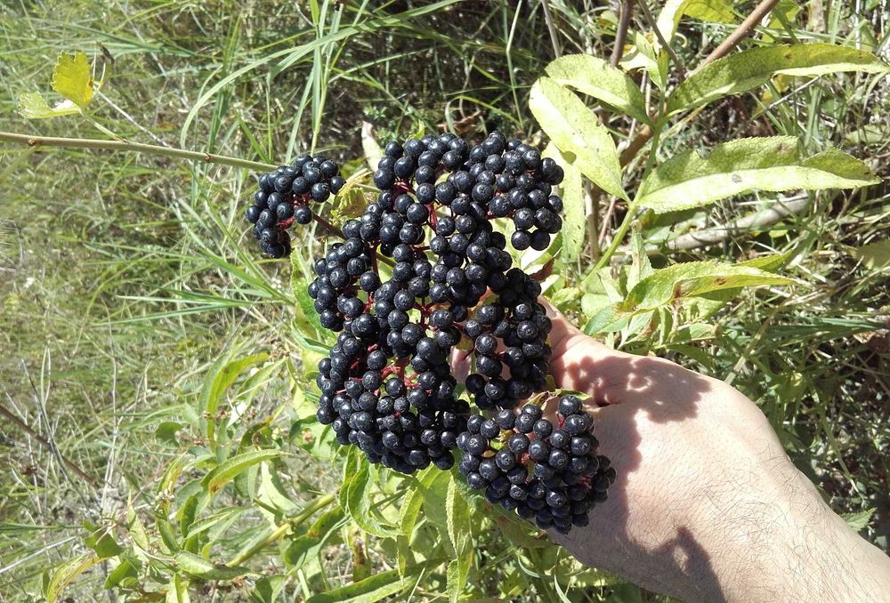 Гъст сироп от от черен бъз