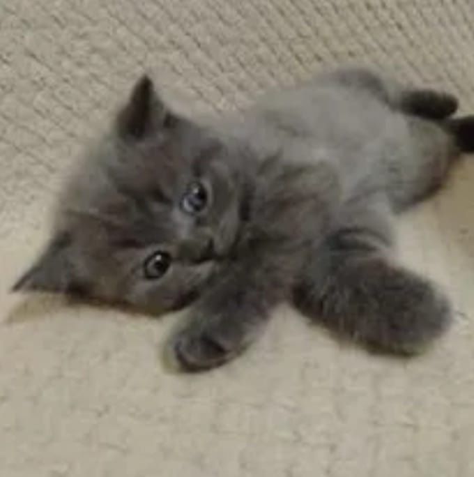 Британские котята