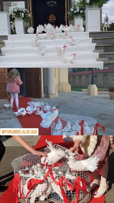 Porumbei albi și stâlpi florali în Iași
