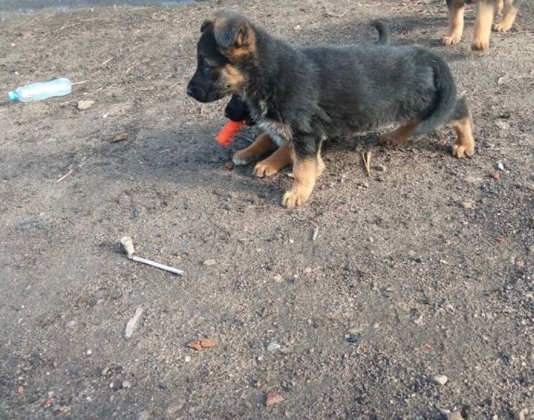 Немецкая овчарка щенки