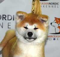 Catelusa Akita inu, parinti multipli campioni