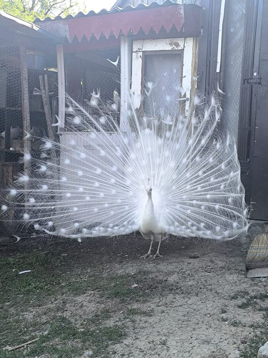 Vănd sau schimb păun Alb