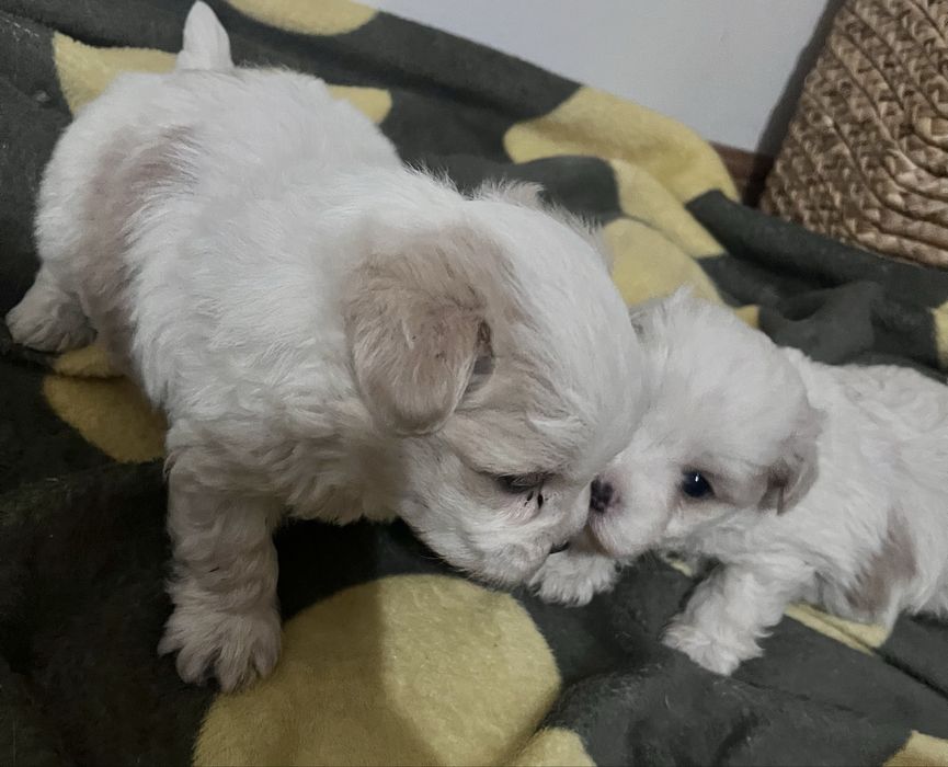 Vand pui de bichon Maltez