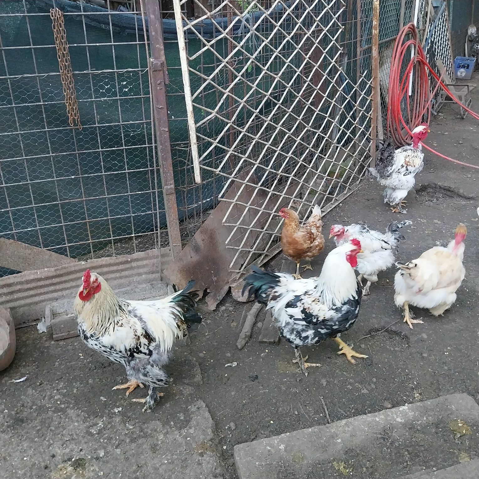 Vand puicute ouătoare , găini și cocoși incaltati