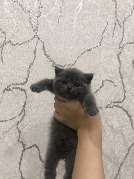 Toza Brtanskiy shorthair