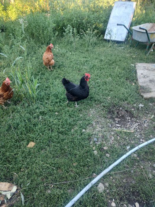 Vând găini pentru ouă